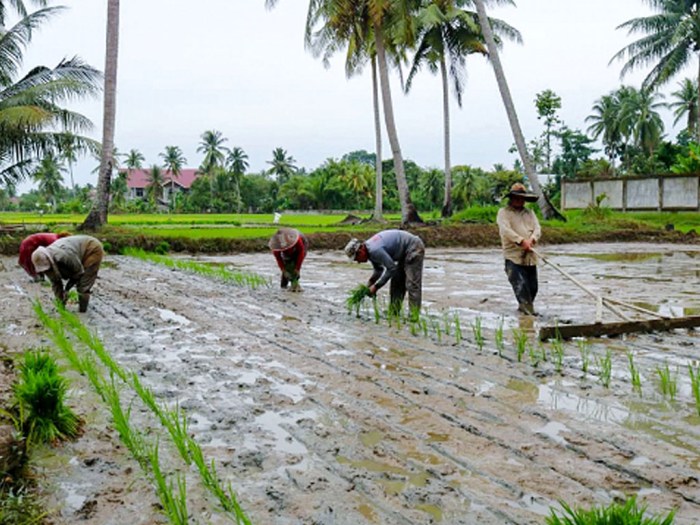 Apakah ada persyaratan khusus untuk KUR Pertanian di sektor perkebunan?