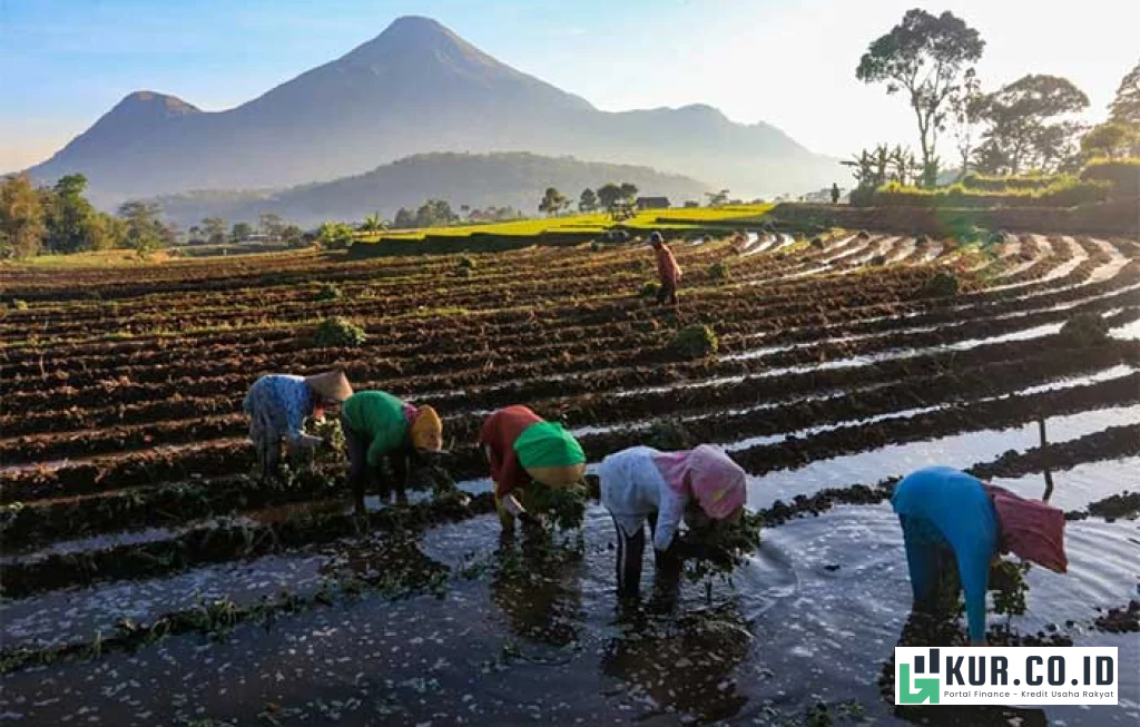 KUR BRI Sawah Rakyat