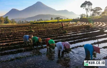 KUR BRI Sawah Rakyat