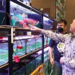 Bisnis Ikan Hias Makin Menggoda, Hobi Akuarium Bisa Jadi Sumber Cuan